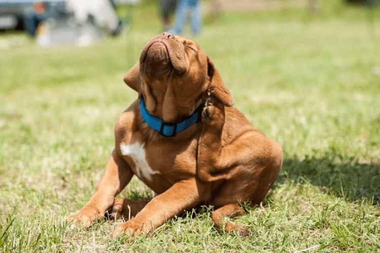 Hond ribben voelen welkoop